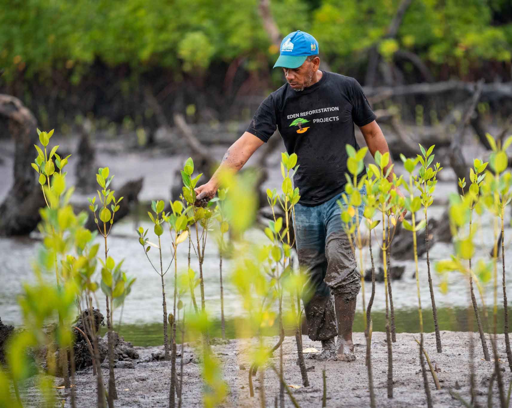 Planting Mangrove Trees